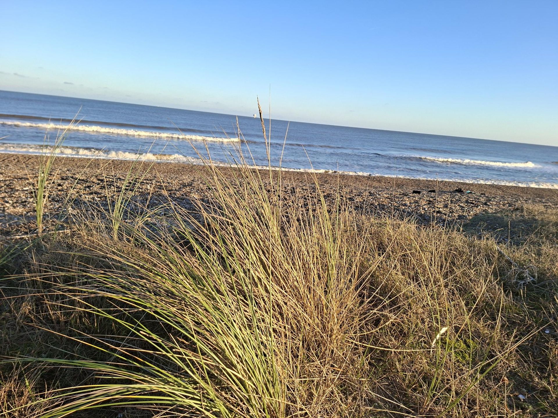 Smal clumps of seagrass is blowing in the wind, on a low sand dune with the beach and sea in the background. The sky is blue.